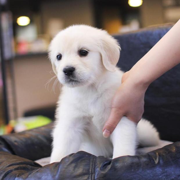 골든리트리버 분양