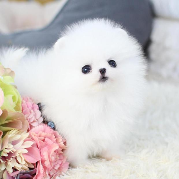 포메라니안 분양(전문)