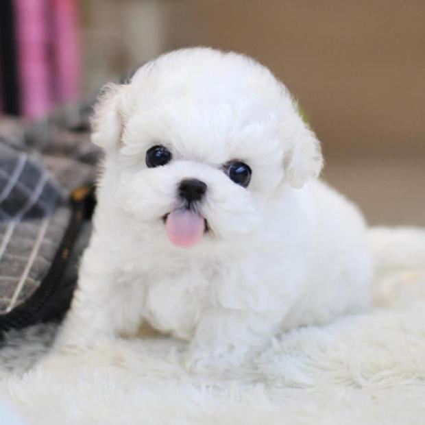 비숑프리제 분양(전문)