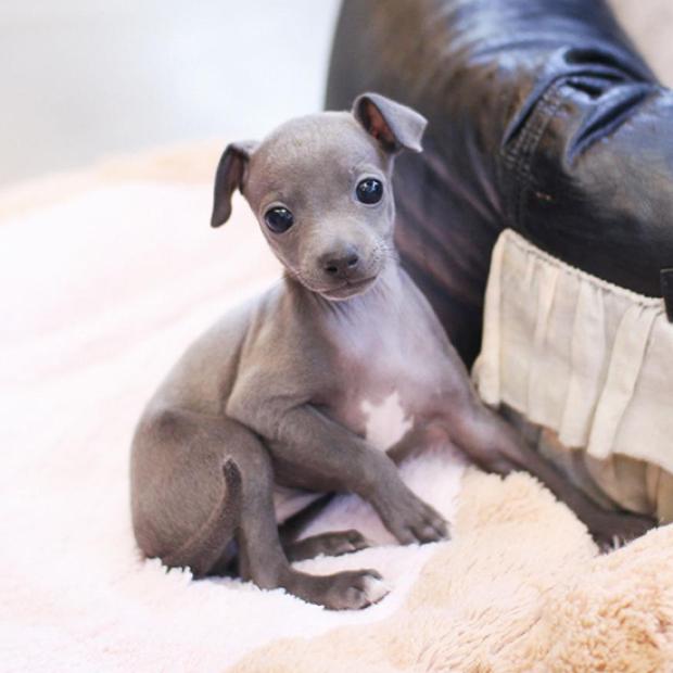 이탈리안그레이하운드 분양